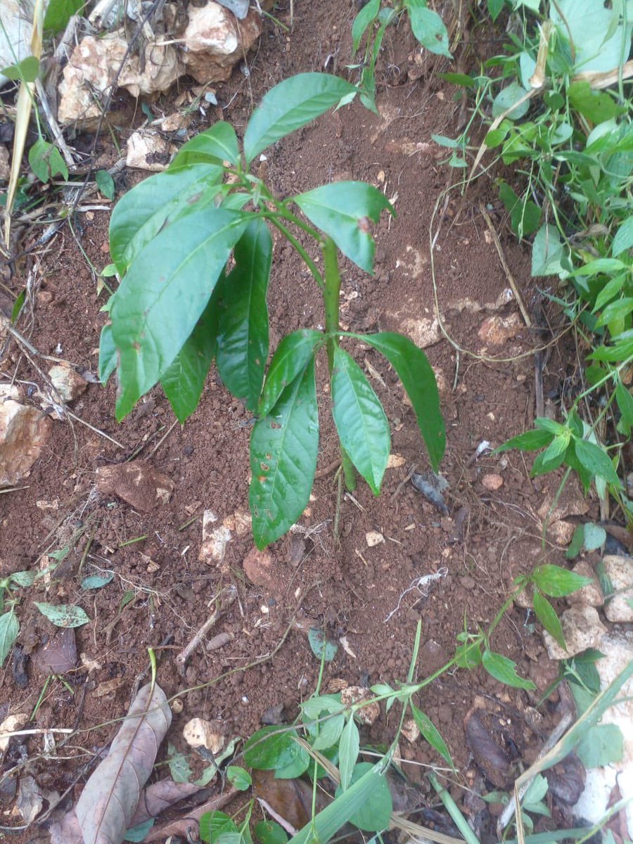 hillsidechillin's tweet image. I thought it died, but the pear tree is doing well.