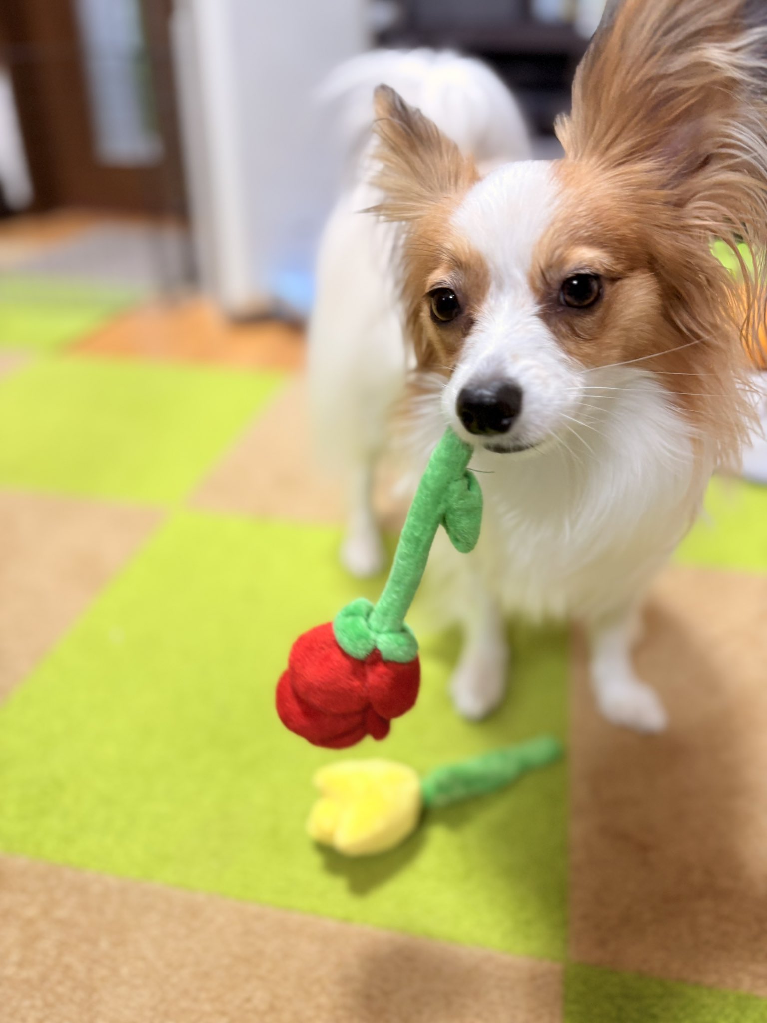 のんちゃんページです アーロンww ズボンが破けたって本気‼️ のんちゃん ズボンが前後
