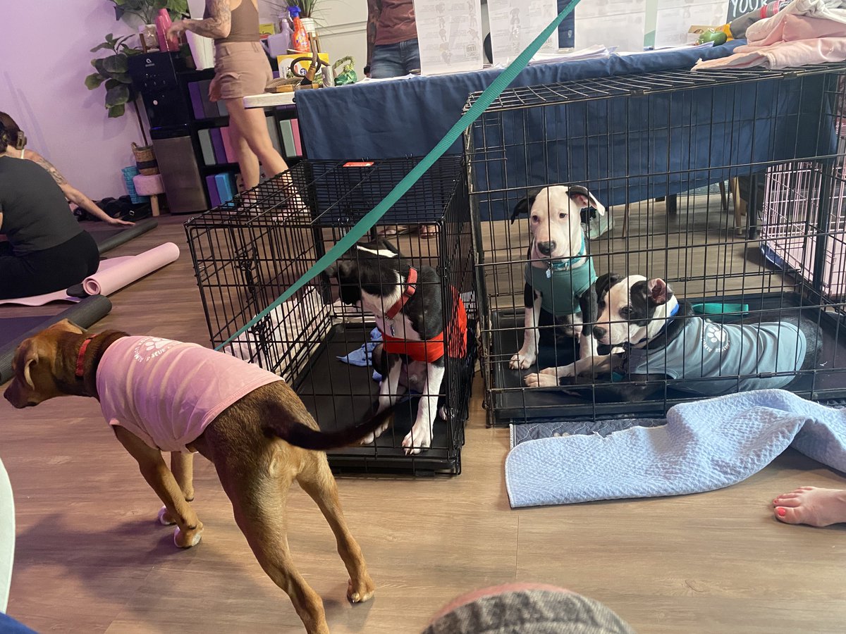 Fl0kky1's tweet image. Puppy yoga :)
