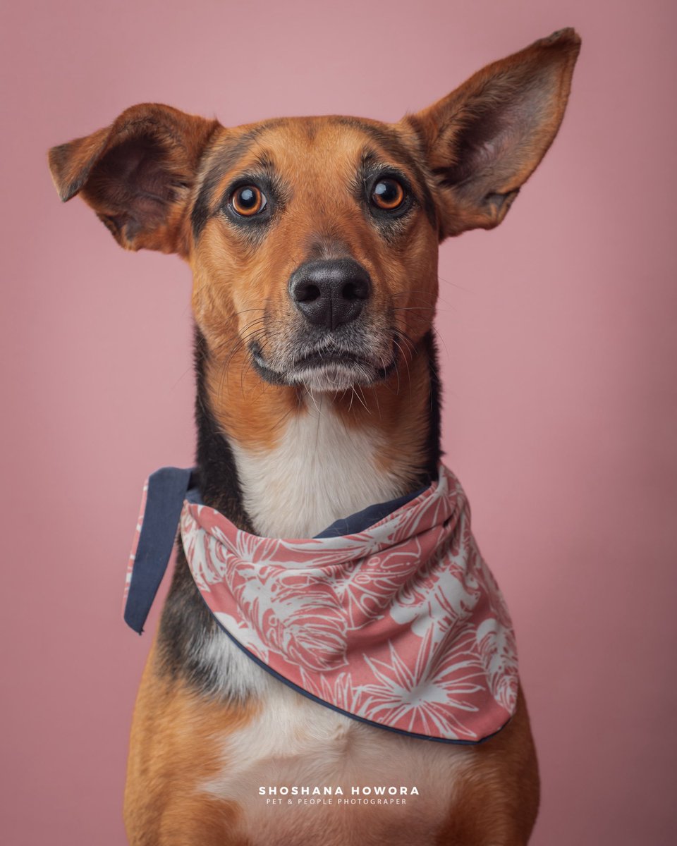 H_Limoneros's tweet image. Así como nuestra Keka, Heidi también lleva mucho tiempo esperando una familia, la rescatamos de 6 meses y ya tiene 2 años💔también la rechazan por su físico, por los colores y por ser mestiza😞ni una persona se interesa en adoptarla a pesar de ser la más cariñosa con todo el…