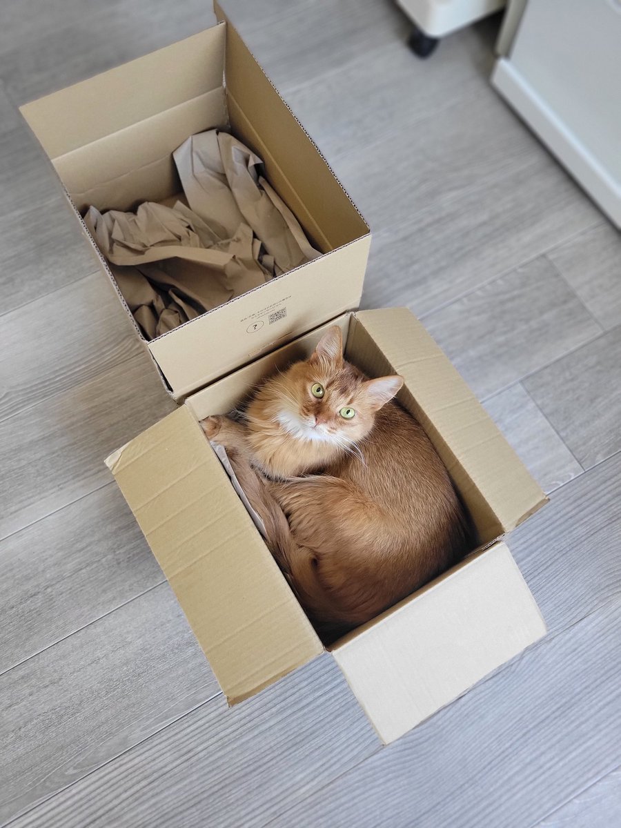 chipie0826's tweet image. 🐱今日はこっち使うの！