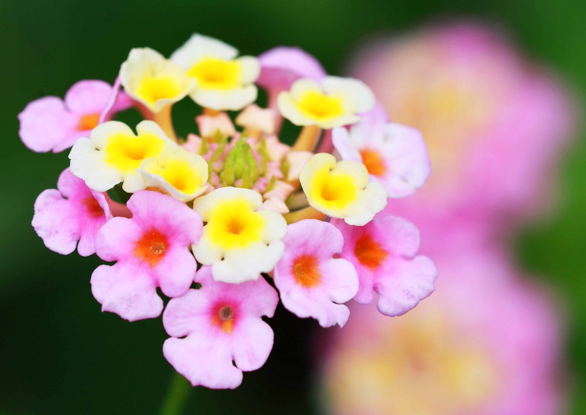教会の花壇に咲いたランタナ。「七変化」という和名の通り、日ごとに少しずつ色が変わっていきます(^^)