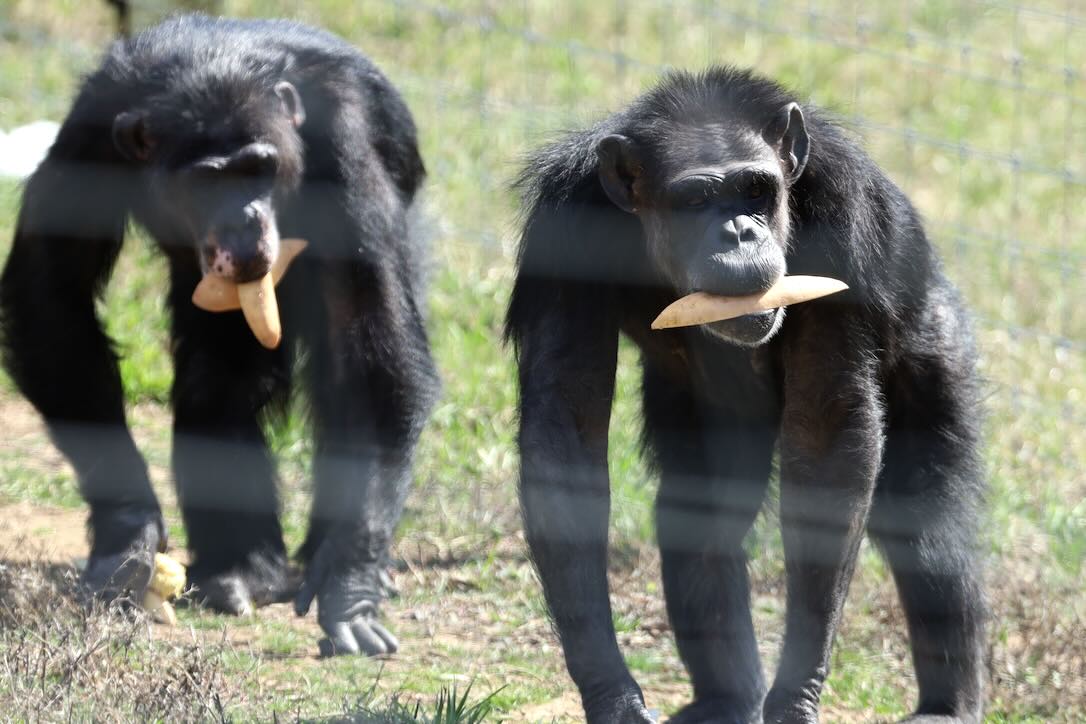 ChimpSanctuary's tweet image. Morning Play With Annie And Burrito -  chimpsnw.org/2025/07/mornin…