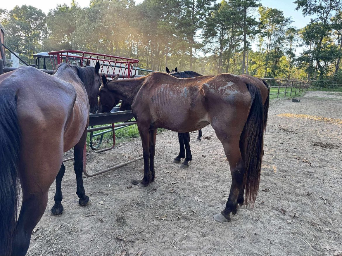 SRF_SOSS's tweet image. Update: Mohawk April is doing better and better. She has a ways to go before she is out of the woods, but she’s fighting. Thank you for helping save her life. 💕💕