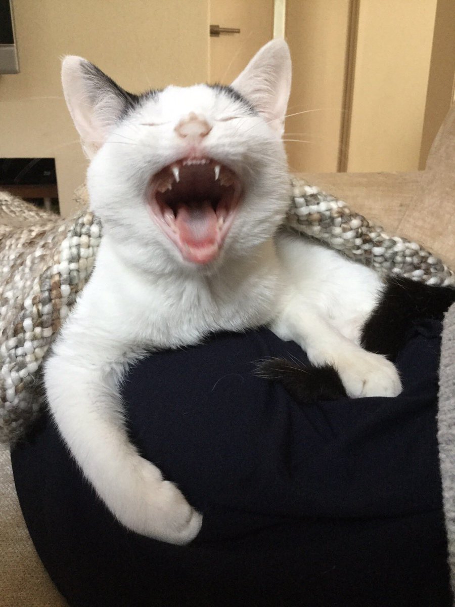 petbaka's tweet image. 子猫の時とあくび顔が同じだった
