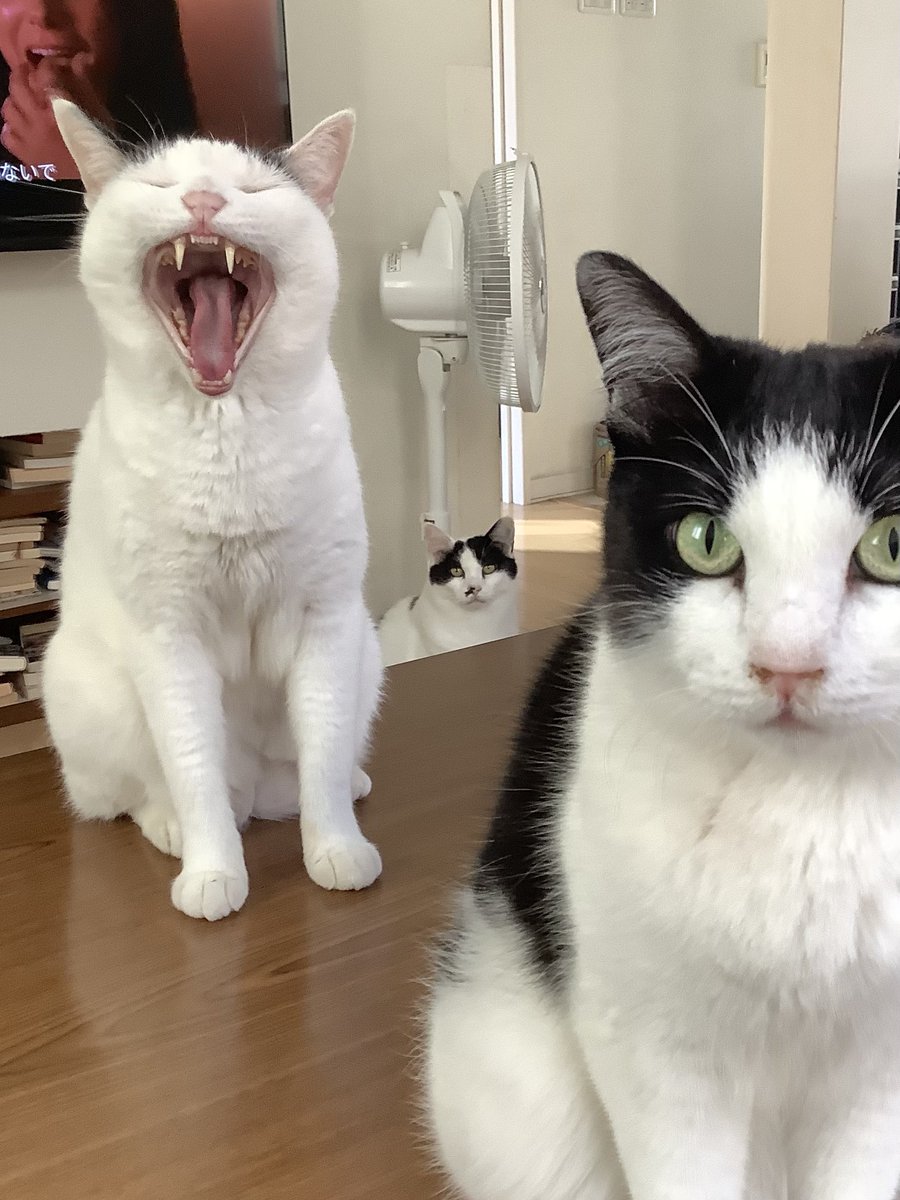 petbaka's tweet image. 子猫の時とあくび顔が同じだった