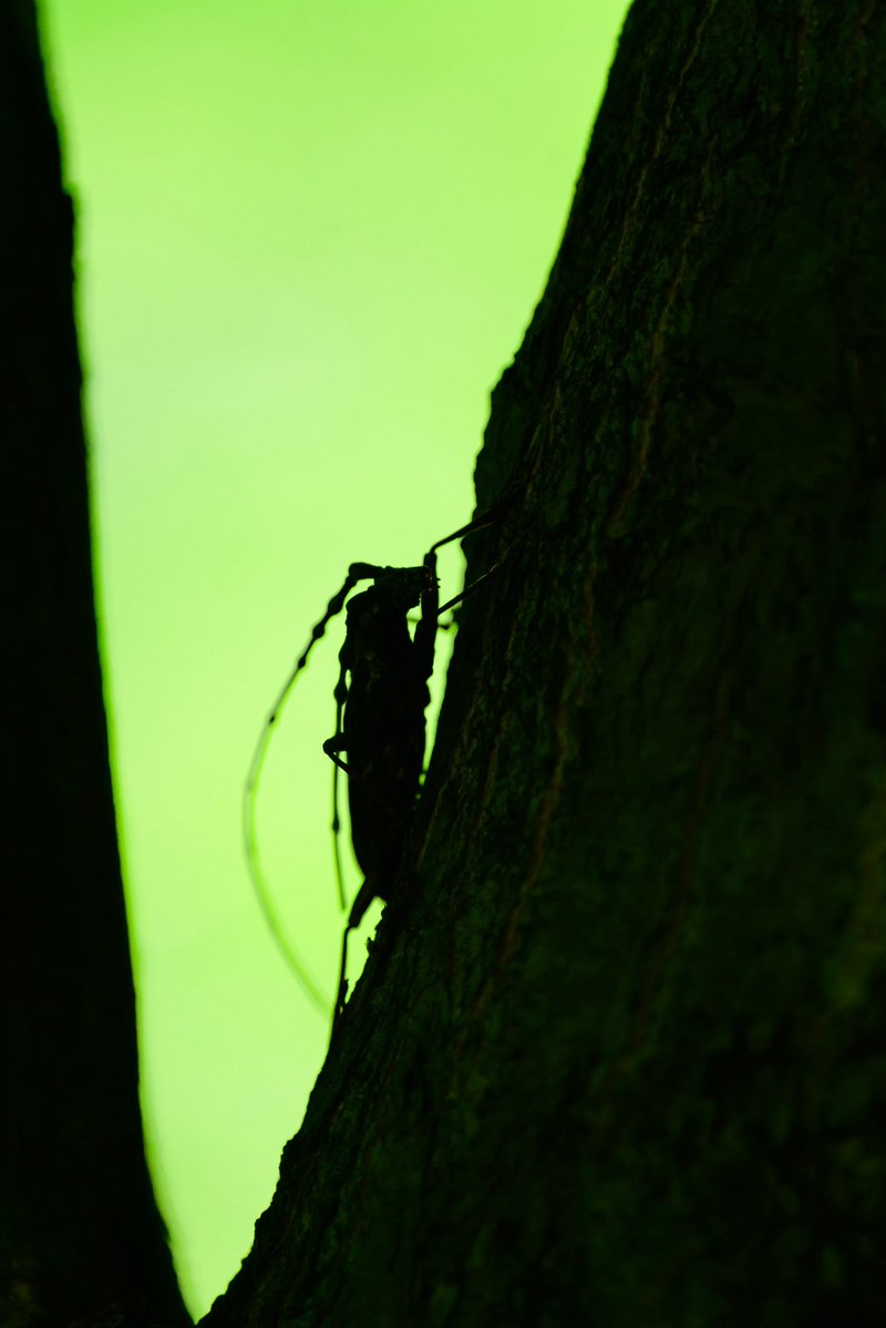 226Danny's tweet image. #小さな生き物たち

カミキリムシみっけ