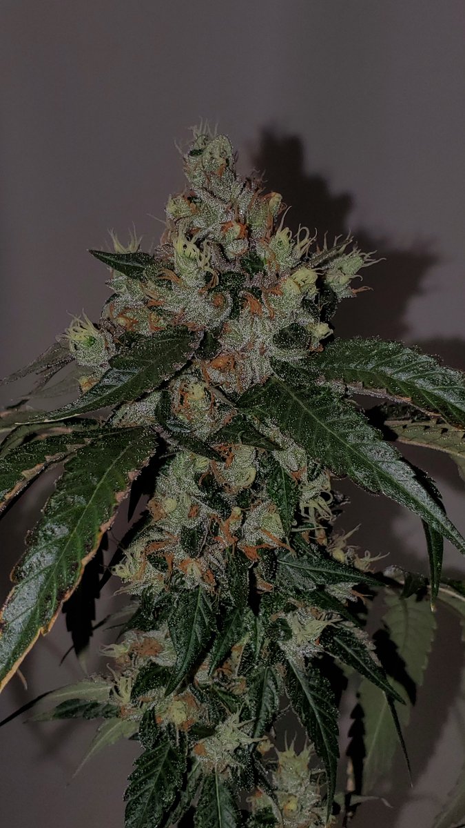 HigherGradeHerb's tweet image. Irene&apos;s Dog no.13
Chem 91 x Irene Kush