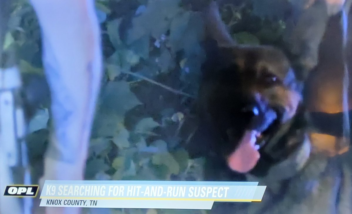 k_guarez's tweet image. K9 Koda on scene. It&apos;s a good night. 🥰 #OPLive #OPNation #Reelz