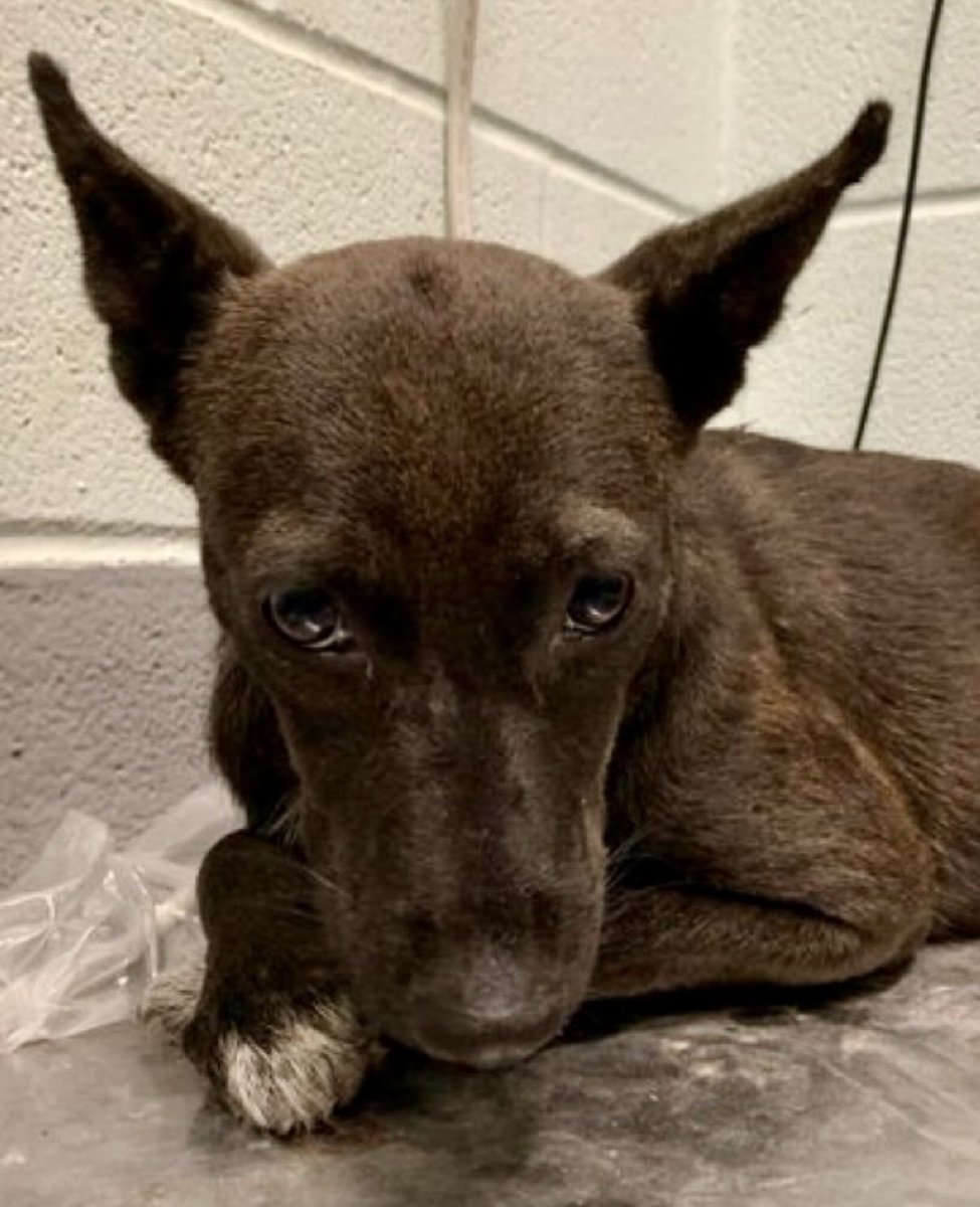 A cutie patootie! 
What a little beauty😍! 

MAMALONA #A382401 is a very sweet 2 yo Terrier mix whose life has been a tragic tale!  

LOOK at her! She was NEVER MEANT to be a street dog. She was meant to snuggle by someone's side, to enjoy treats &amp; cuddles. Those DAINTY little