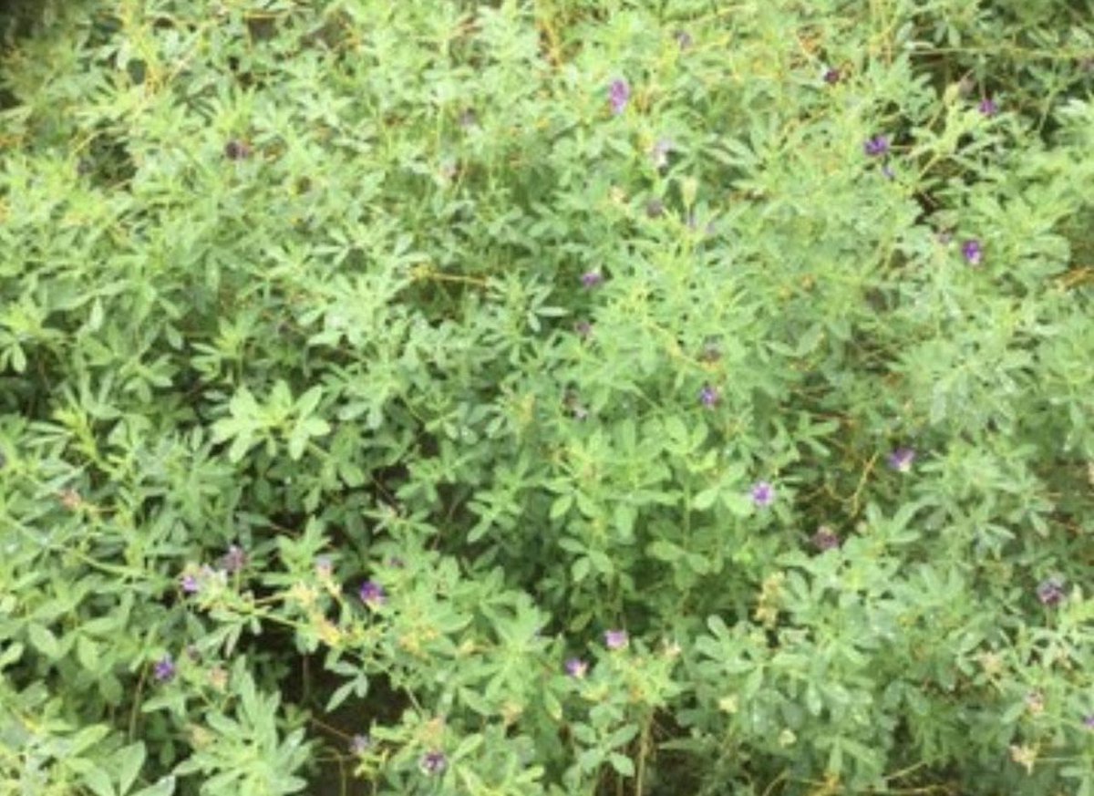 Царгас тарих. Хамгийн их уурагт тэжээл шүү!