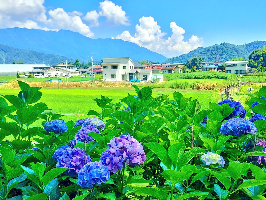 紫陽花も蓮も綺麗でした✨

#紫陽花 #蓮の花 #夏空 
#TLを花でいっぱいにしよう