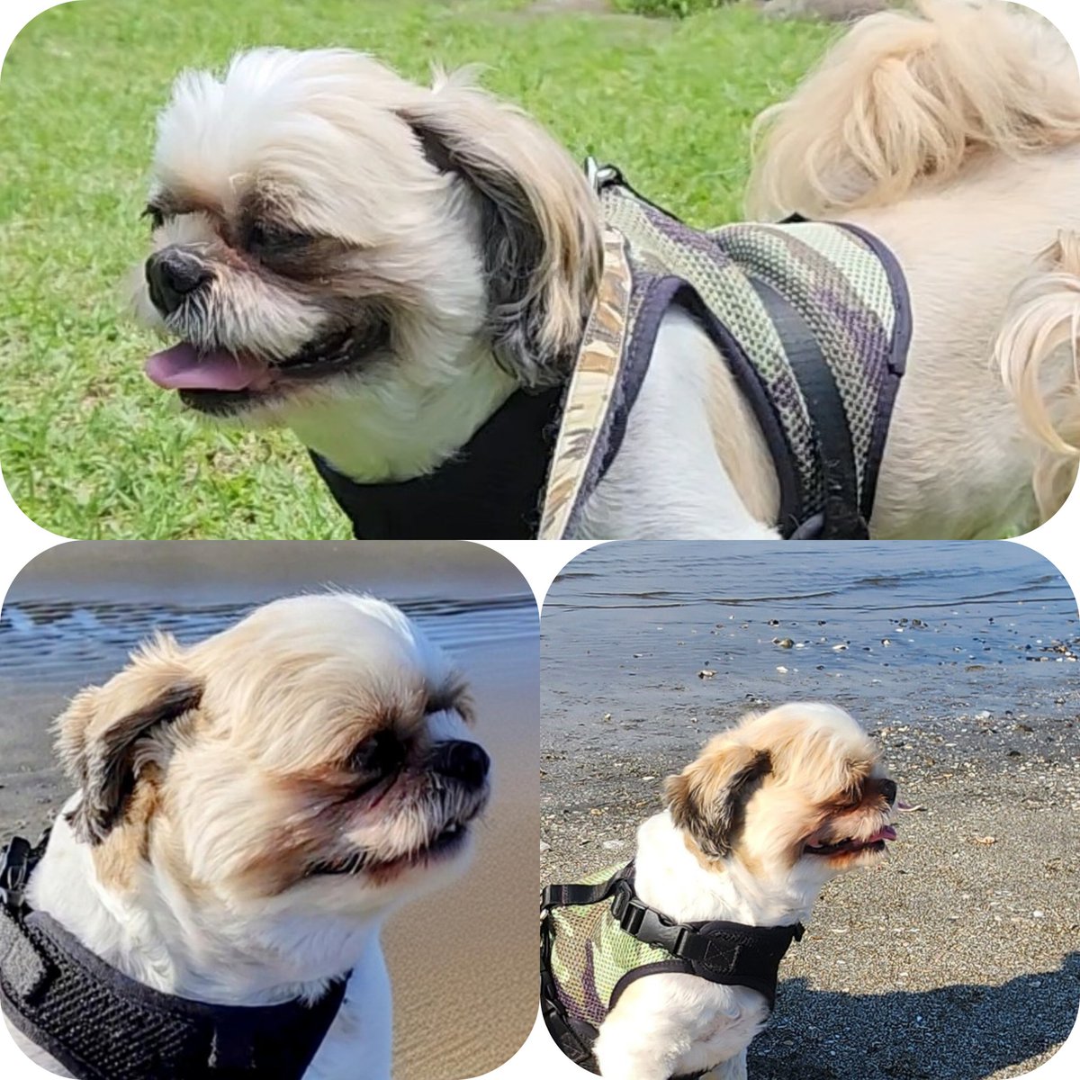 #シーズー夏の横顔まつり 

夏の風、横顔で感じるシーズー⛰️🌳🏝