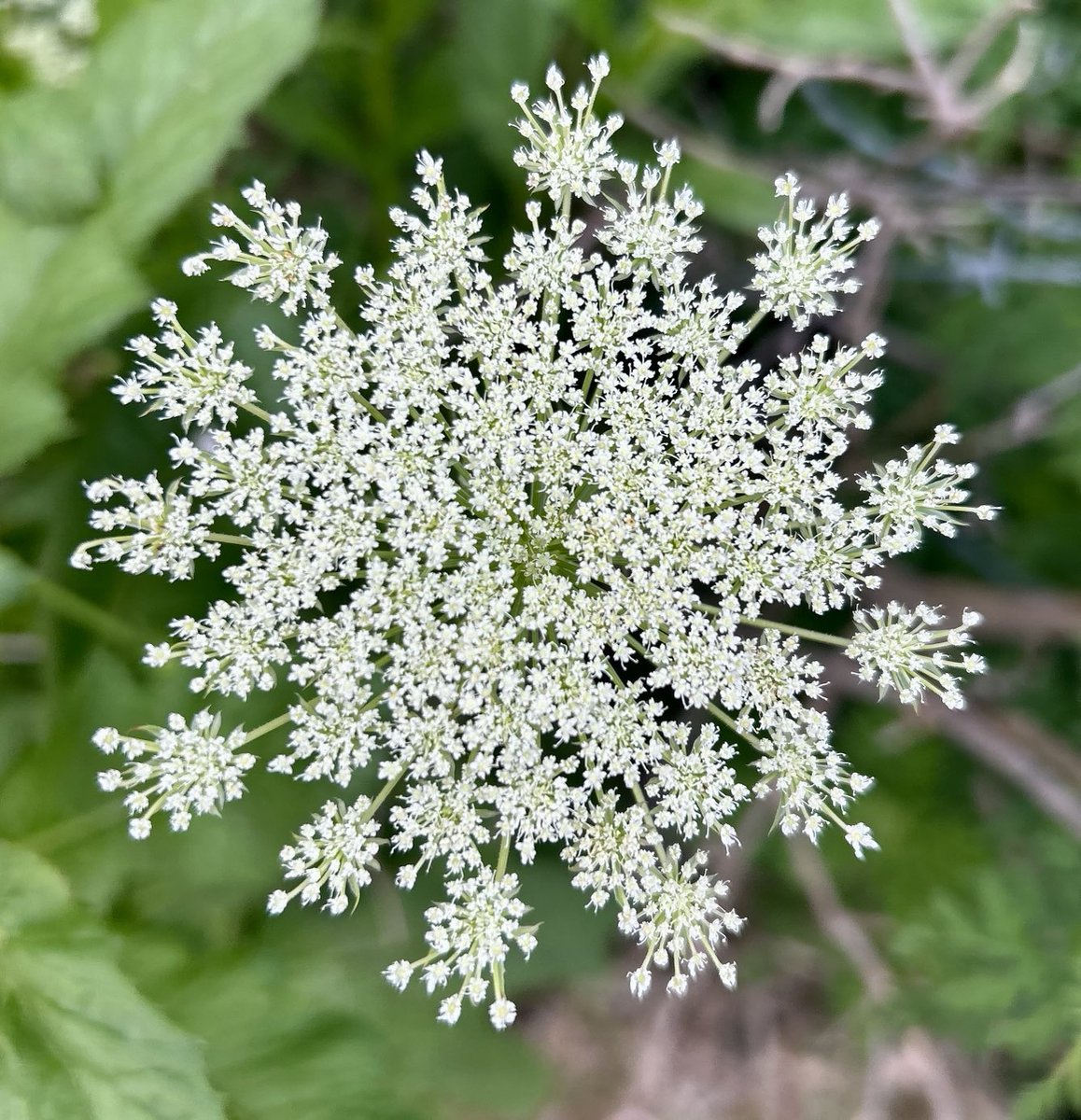 WickedWalnut's tweet image. Who is up for some wild carrot?