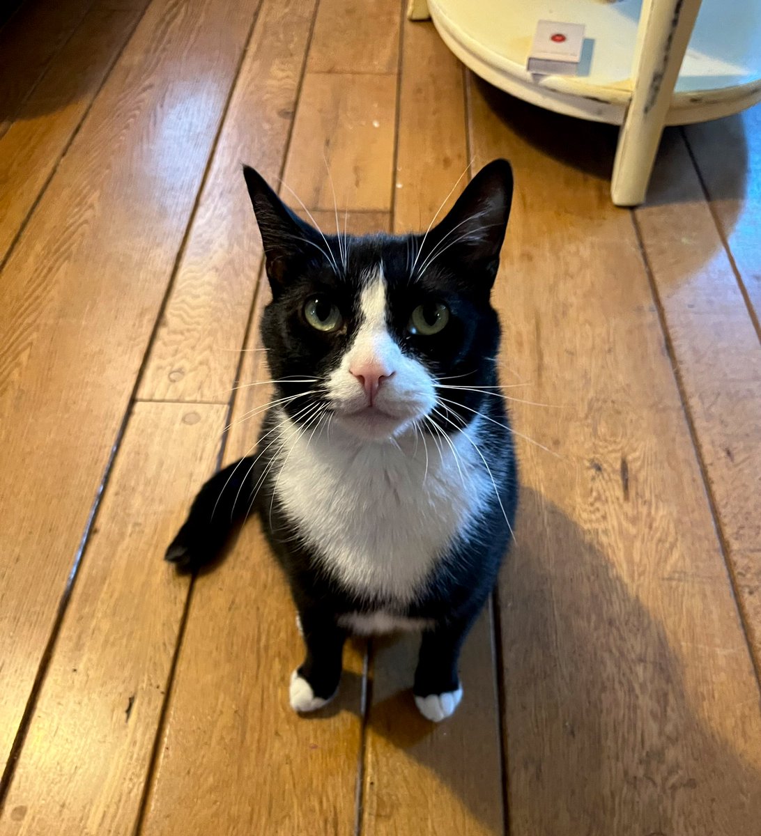 JstOneScoop's tweet image. This is my cat, Red.. He posed so nicely for his photo #kitty
