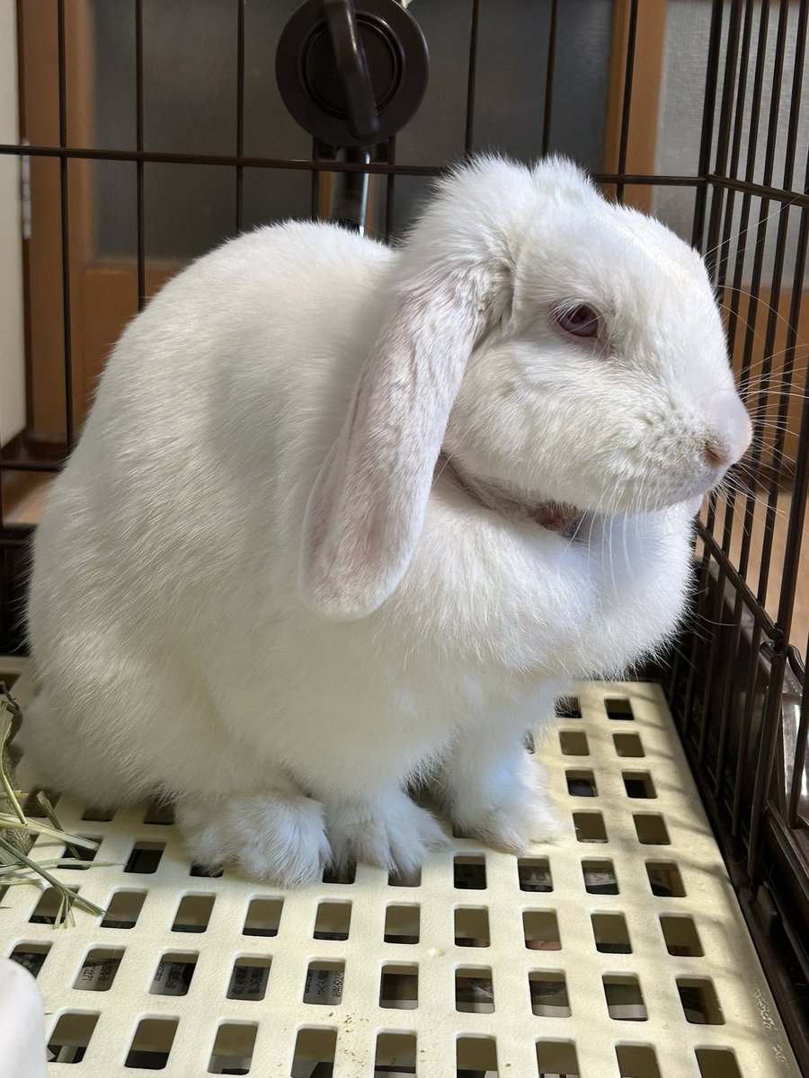 sapszk's tweet image. 朝ウサギ
