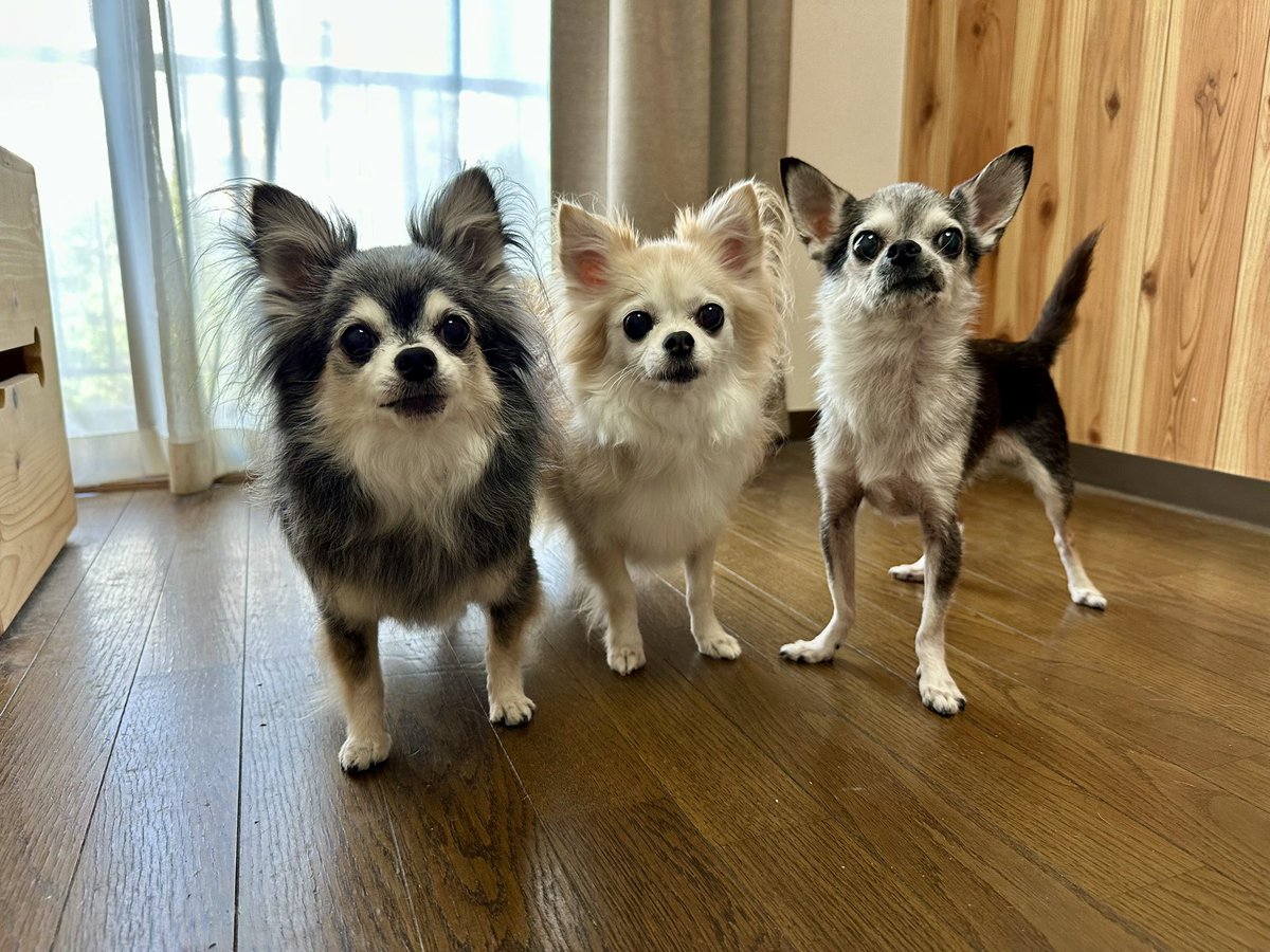 yuzu_chihuahua's tweet image. トリミング後のルーティン
チワワが3人並ぶと可愛さマシマシ