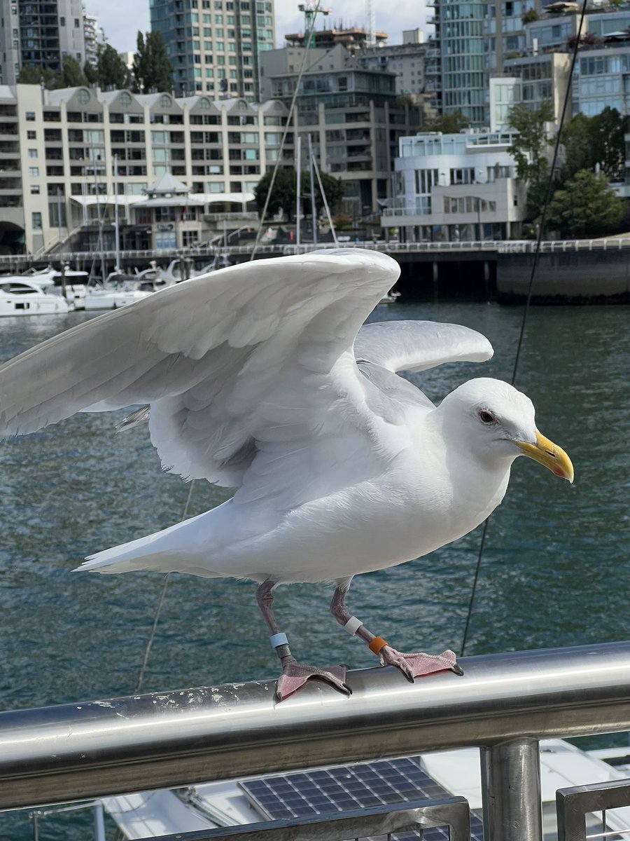 postcardsplaces's tweet photo. The faces of Granville Island https://t.co/iZrQFg6VxM