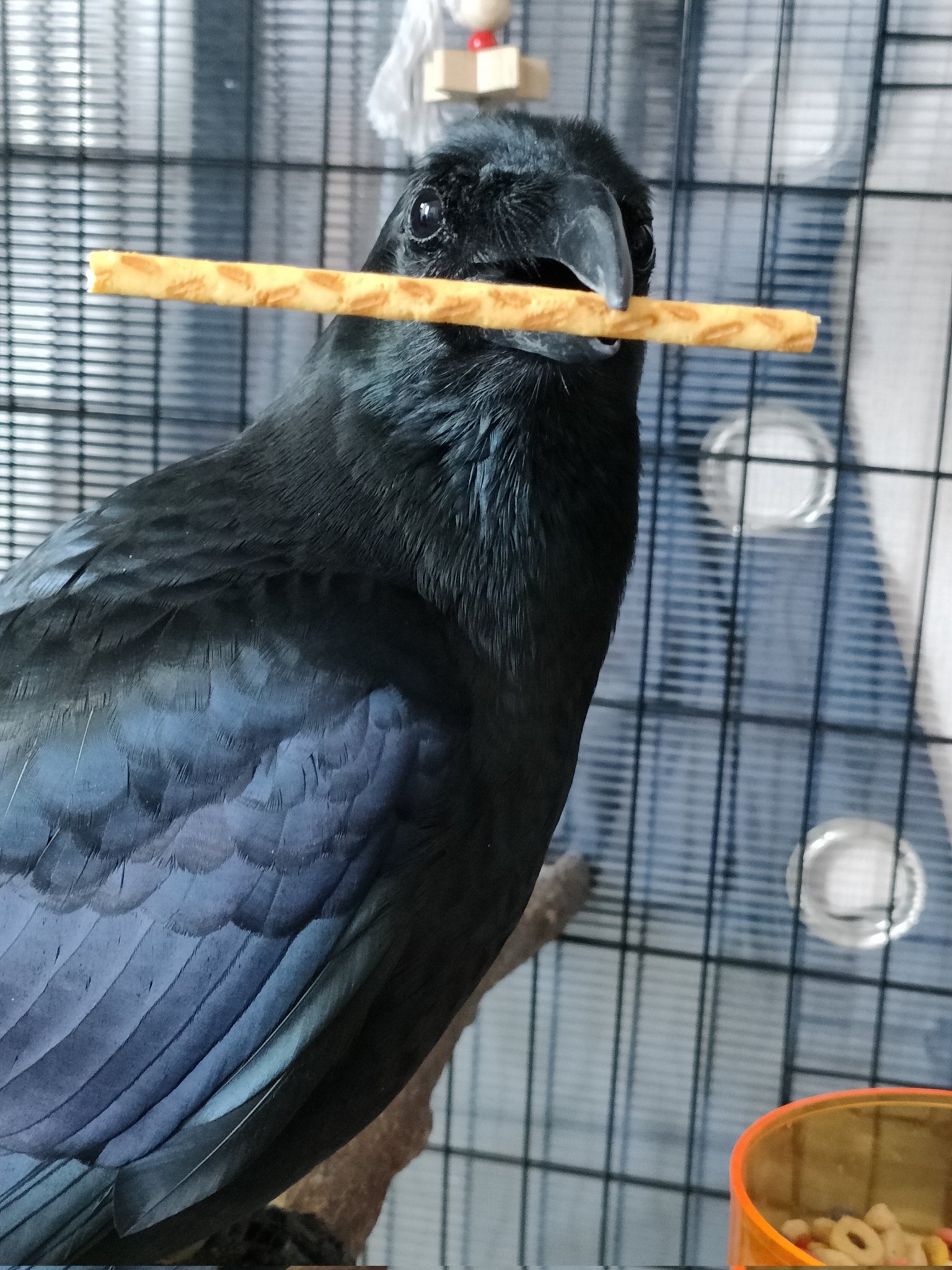 カラス　アートドール　国内作家様 Amazon.co.jp: ZHONGXIN MADEカラスぬいぐるみ リアル かわいい