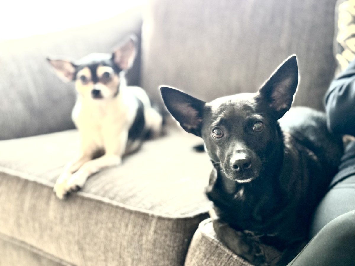 jimbunte's tweet image. Two dogs lookin the same way