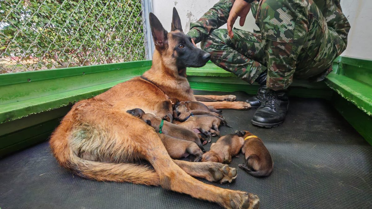 Ingenieros_EJC's tweet image. 🐾 ¡ Celebramos la vida en el @COL_EJERCITO !
La ejemplar canina Dix dio a luz a sus cachorros sin novedad, bajo el cuidado de nuestros soldados y veterinarios.
Nuestros Centros de Reproducción Canina son clave en la formación de ejemplares que apoyan la lucha contra artefactos…