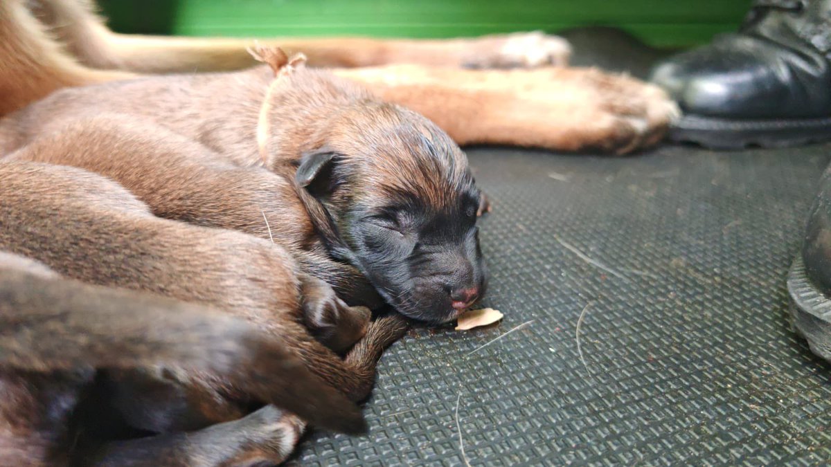 Ingenieros_EJC's tweet image. 🐾 ¡ Celebramos la vida en el @COL_EJERCITO !
La ejemplar canina Dix dio a luz a sus cachorros sin novedad, bajo el cuidado de nuestros soldados y veterinarios.
Nuestros Centros de Reproducción Canina son clave en la formación de ejemplares que apoyan la lucha contra artefactos…