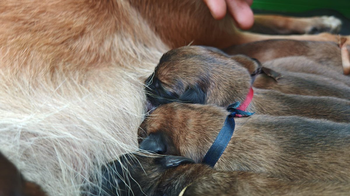 Ingenieros_EJC's tweet image. 🐾 ¡ Celebramos la vida en el @COL_EJERCITO !
La ejemplar canina Dix dio a luz a sus cachorros sin novedad, bajo el cuidado de nuestros soldados y veterinarios.
Nuestros Centros de Reproducción Canina son clave en la formación de ejemplares que apoyan la lucha contra artefactos…