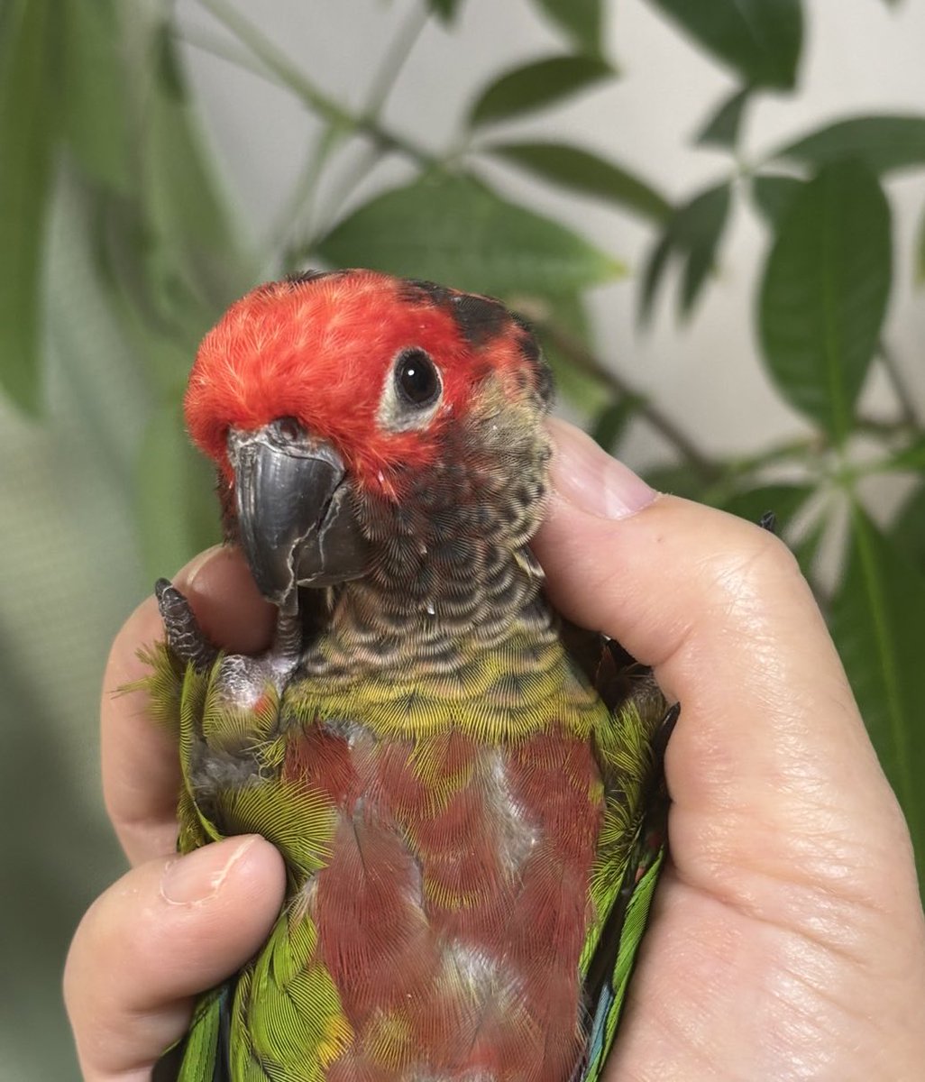 periquito36's tweet image. 薬を前に覚悟を決めたお顔🦜