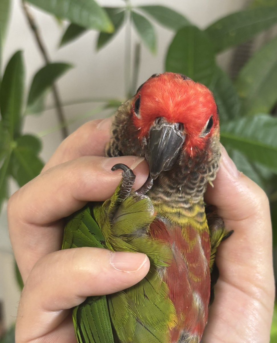 periquito36's tweet image. 薬を前に覚悟を決めたお顔🦜