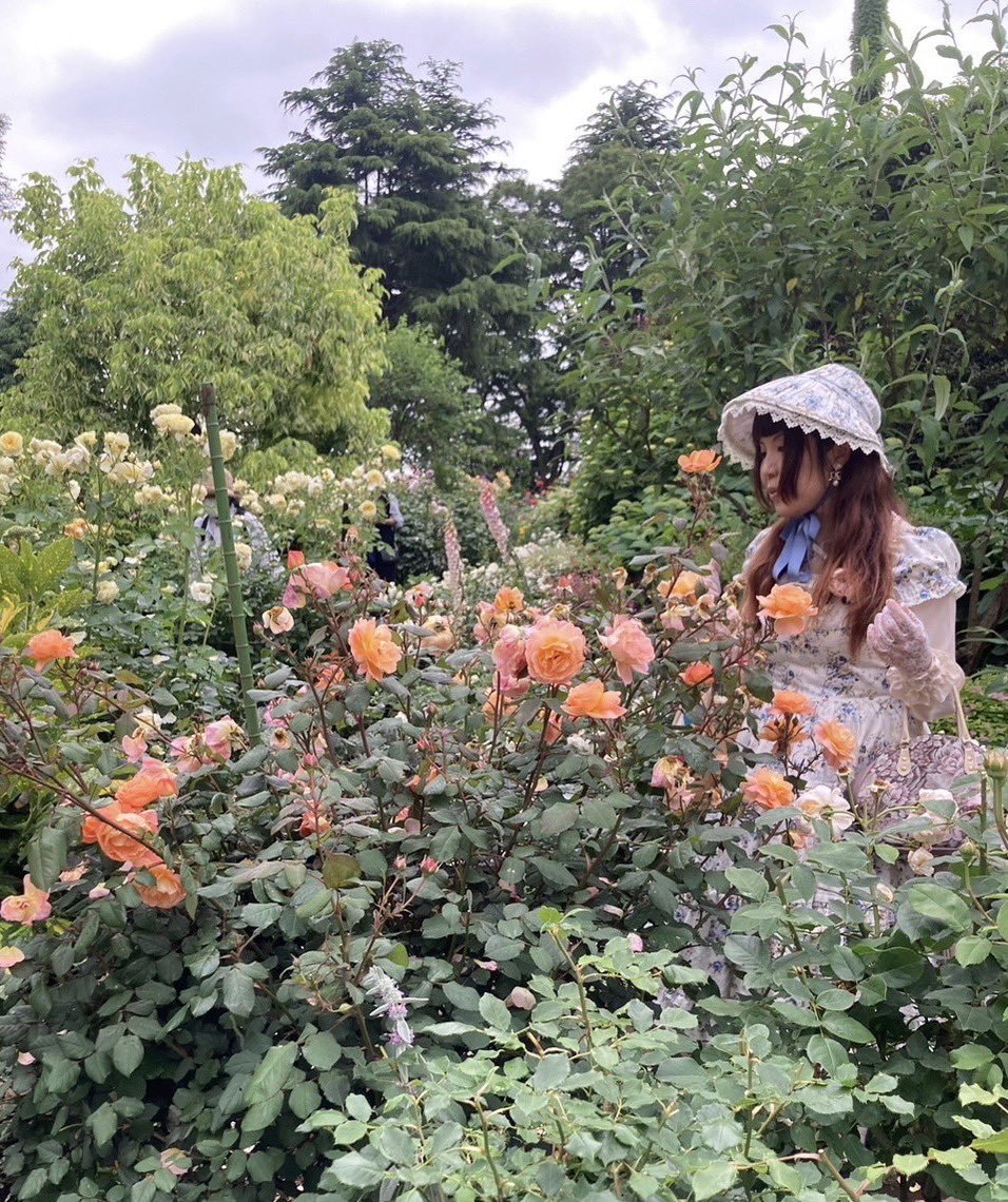 tikwb's tweet image. 薔薇を愛でるロリィタの理想と現実！！

理想　　　　　　　　　　現実