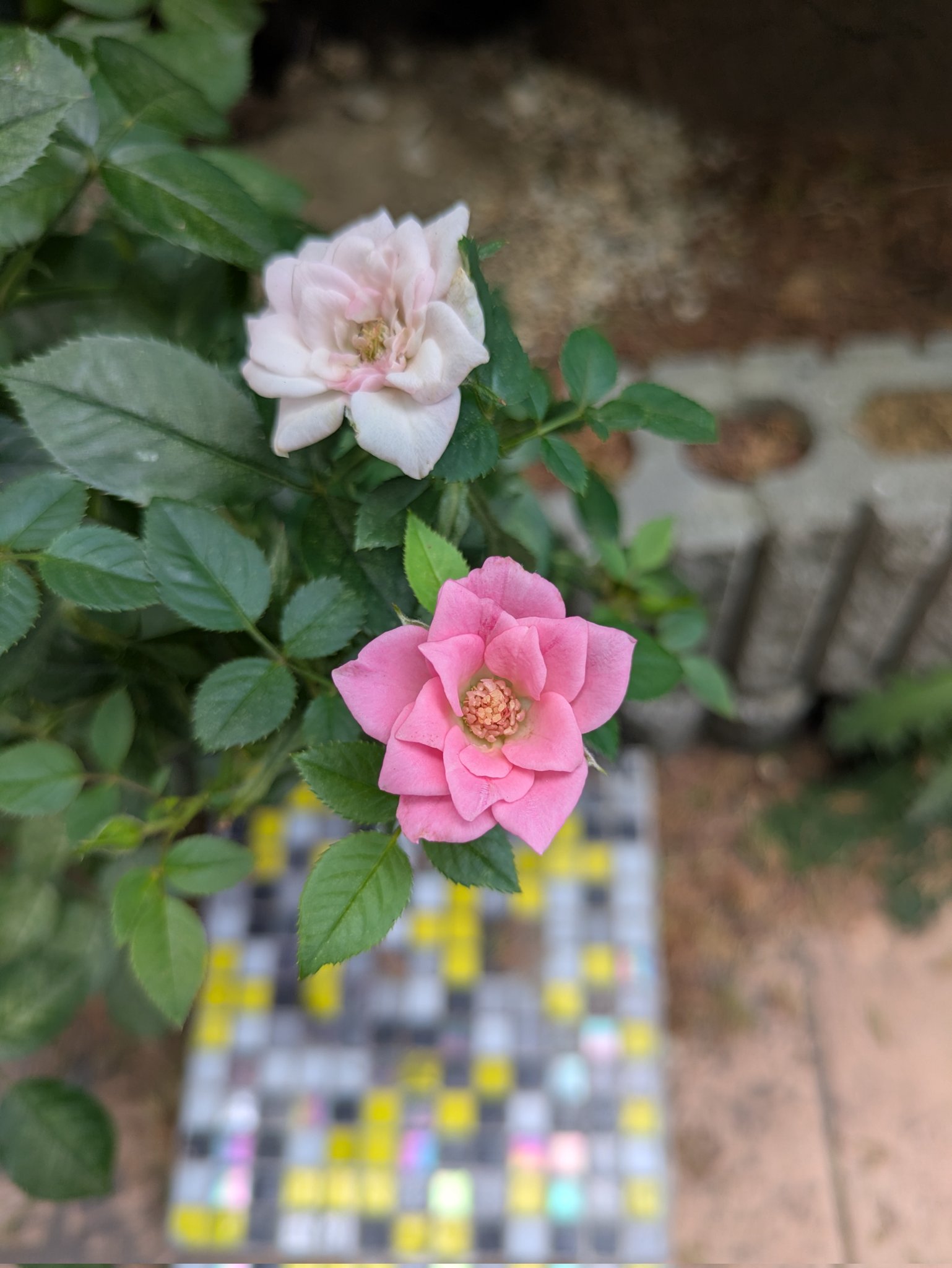 月が注ぐ花⊰❀様ご確認用 花個紋 - 366日の花個紋
