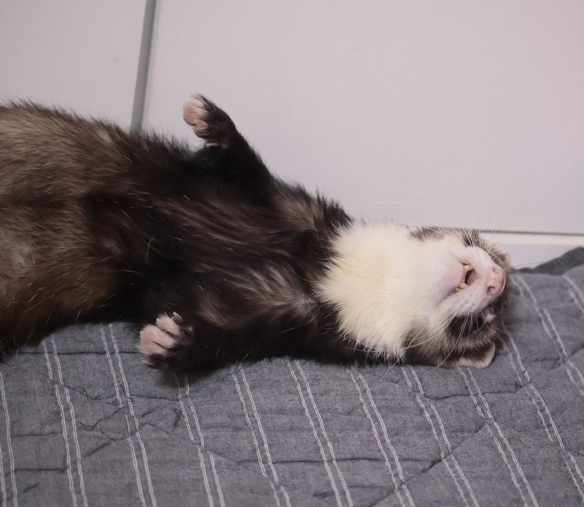 ppshiro0904's tweet image. ふと見たらこの状態で一瞬ビックリしたけど、何のことはない単に寝転がったほげぇでした(๑˙꒫˙ ๑)