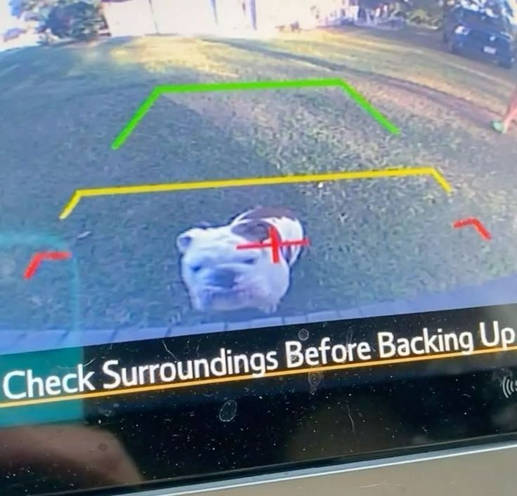 𝖈𝖍𝖆𝖇𝖆𝖟𝖎𝖙𝖊 (@raisinchoirgirl) on Twitter photo 