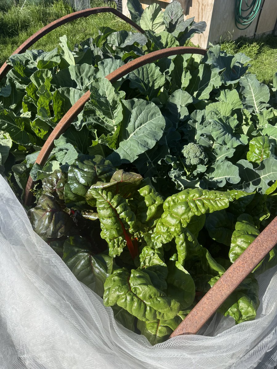 HdizzyDizzle's tweet image. Why did I plant so much silverbeet