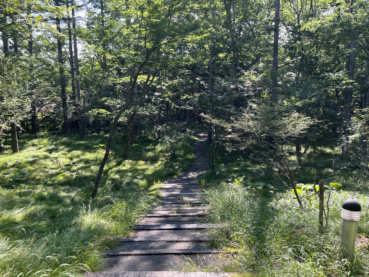 takebesatoshi's tweet image. 今朝は森の中をウォーキング。
涼しくて空気が美味しくて快適です。
今日も素晴らしいLIVEになりますように!
#八ヶ岳高原音楽堂