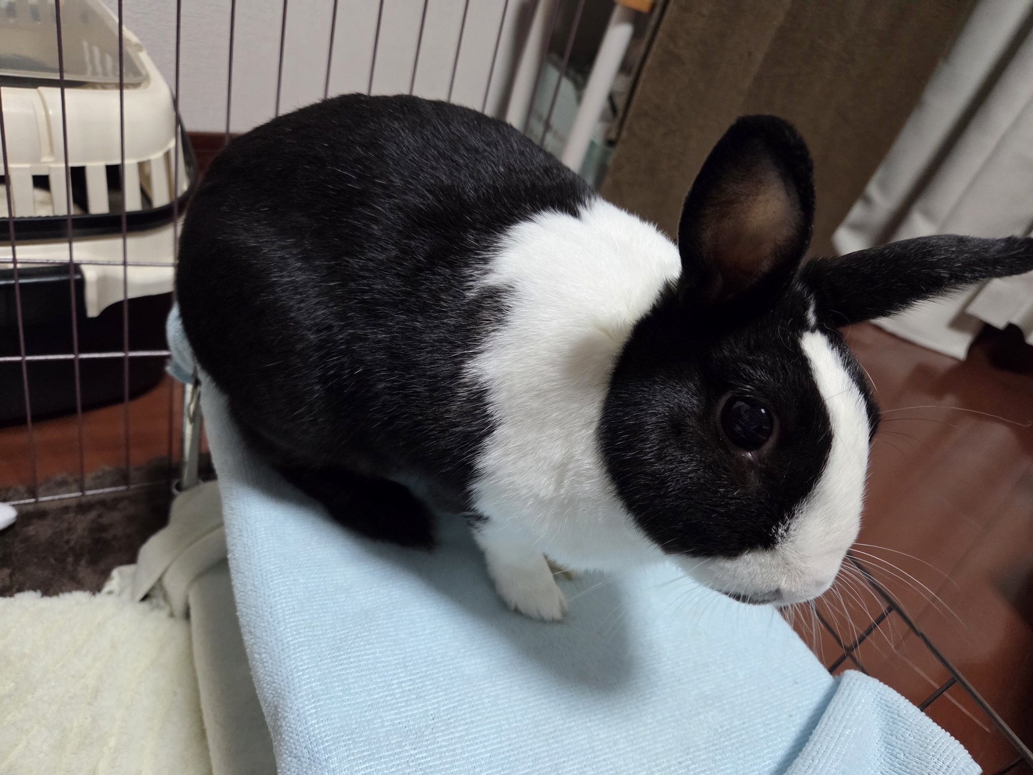 パンダうさぎ♡様★ 予約】ちいかわ パンダなマスコット（うさぎ）【2024年12月上旬