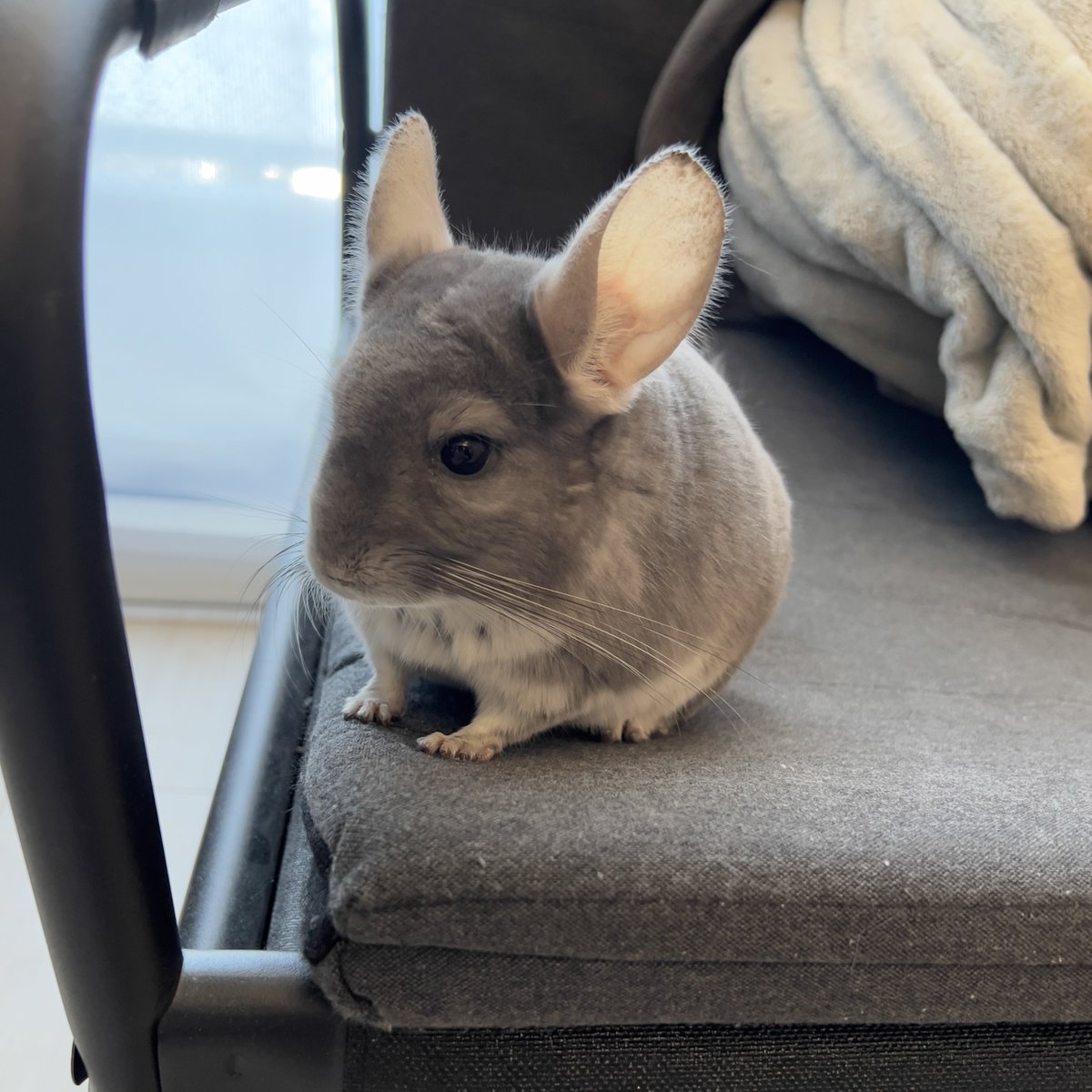 peperon0903's tweet image. かわいい耳毛
#チンチラ