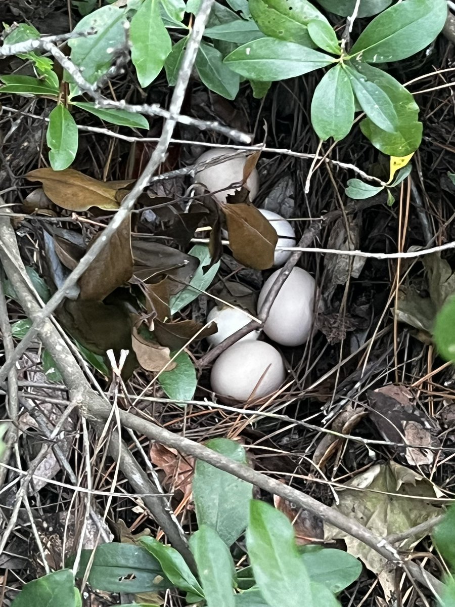 TarynA83's tweet image. Well, found out why we haven’t had eggs for 3 days. Found her eggs, and looks like her sister is laying, too.