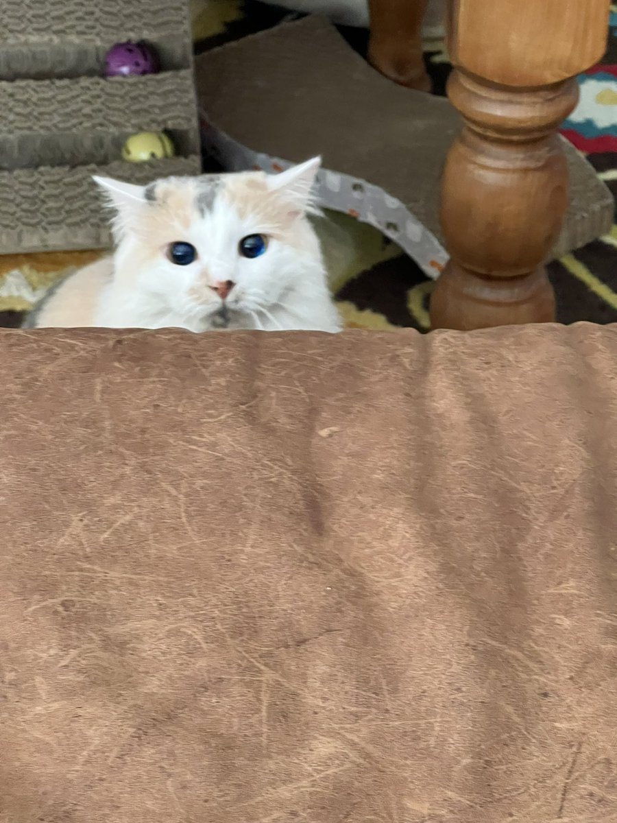 puddlesthecar's tweet image. 