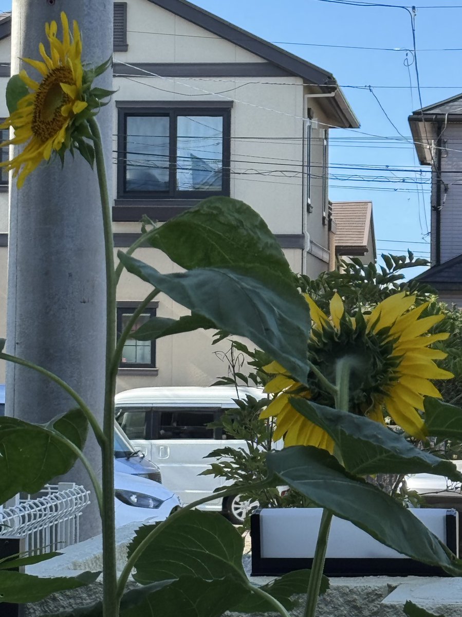 VFwxLiXNGY2YK3R's tweet image. 我が家のひまわり「はなん1号」より背が高い２本目が咲きました😆

「そーれー1号」と命名しました🌻

名札買いに行かなくちゃ📛