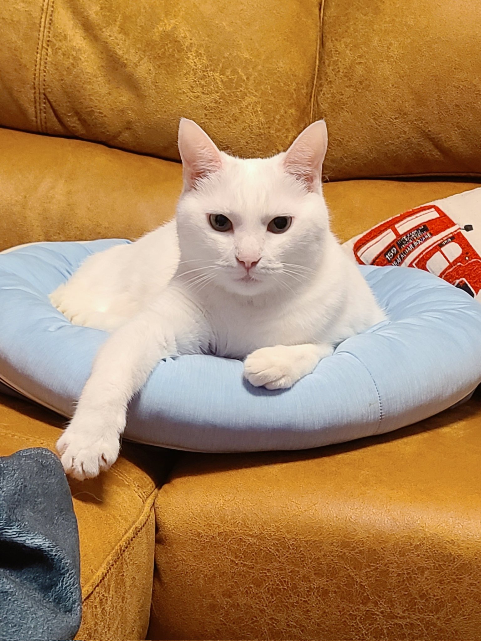 つばまこさく ポメちゃん 猫ちゃん 小物入れ jun on X: