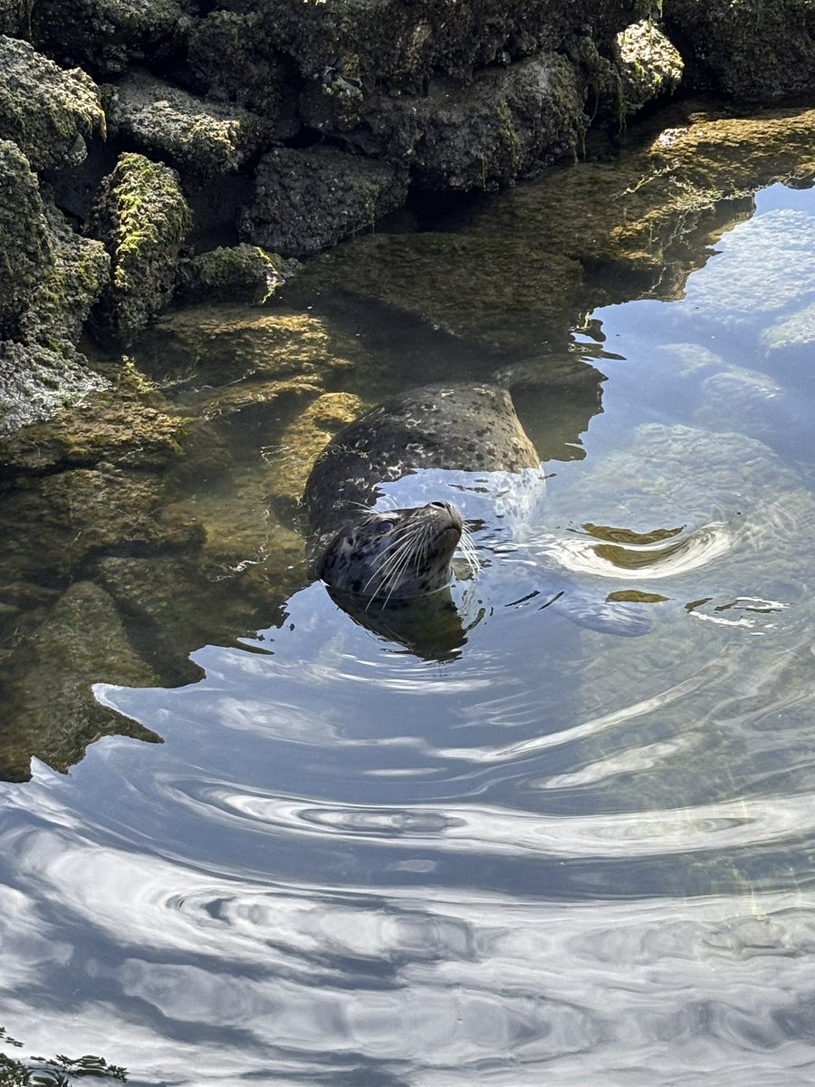 chroniclekats's tweet image. fat seals of the day