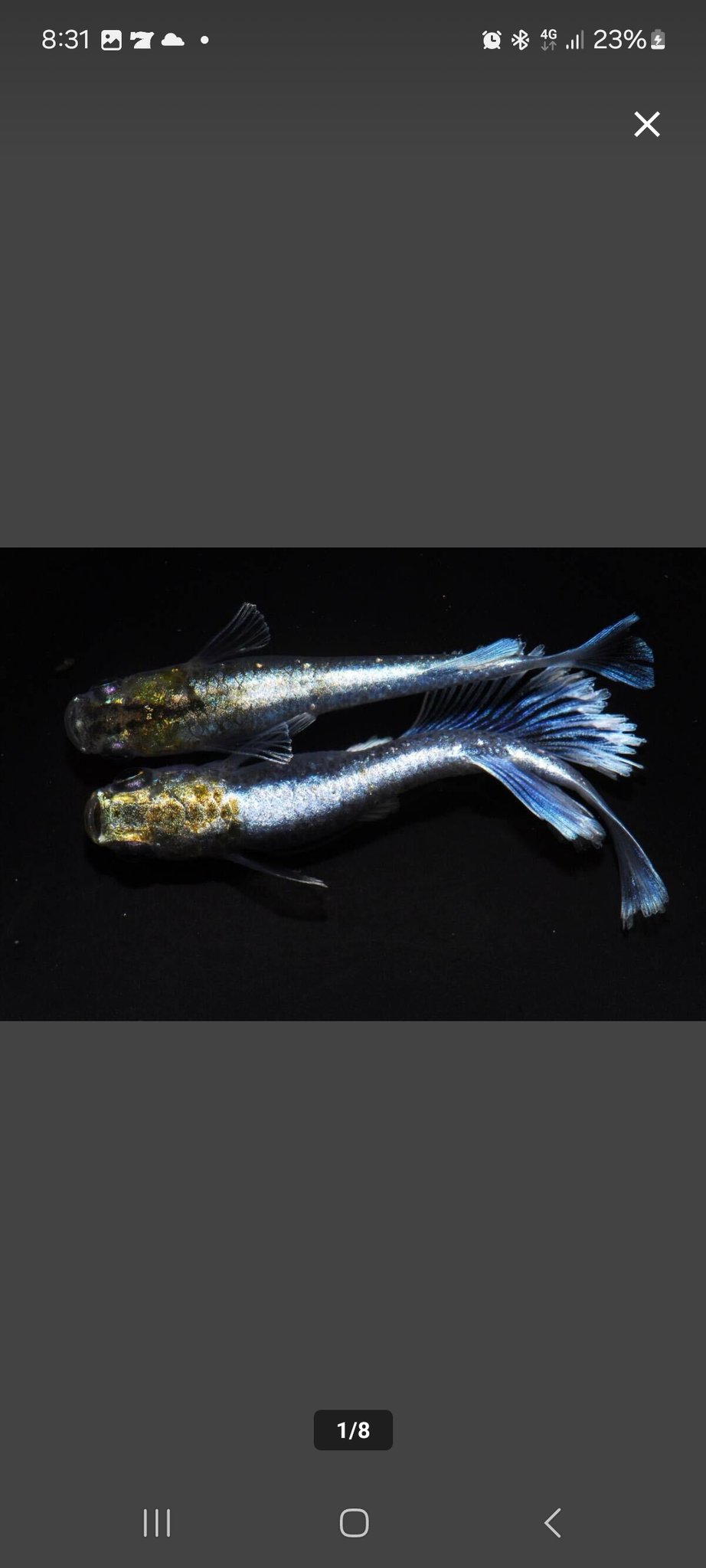 最終大幅お値下げ❗️古伊万里水指龍柄メダカ飼いにも　観葉植物　ヴィンテージ 楽天市場】＼1日限定☆P10倍要エントリー／ 【ランキング1位3冠