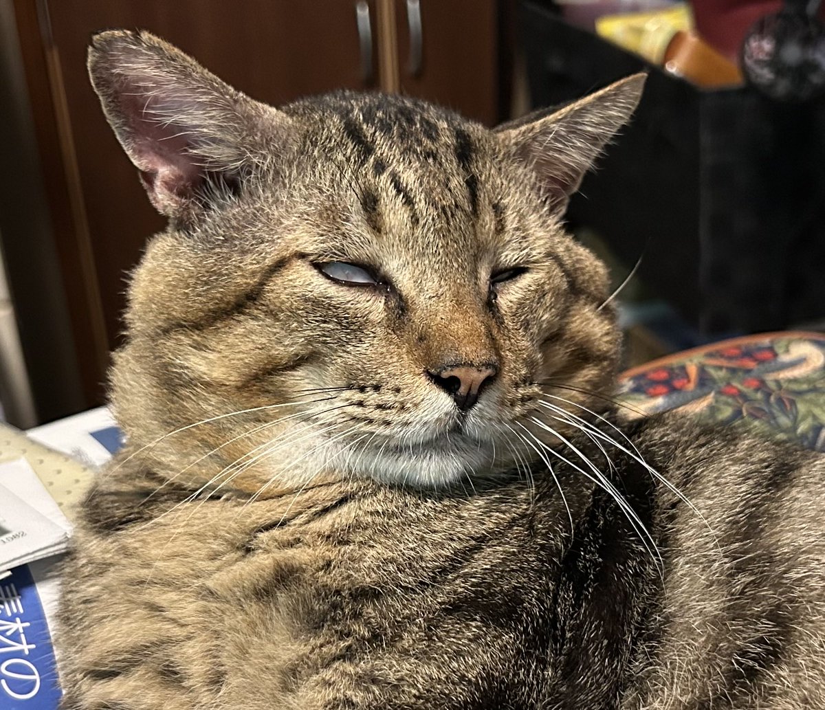 r2d2c3poacco's tweet image. トビーの白目で
おはようございモフッ(ˊo̶̶̷ᴗo̶̶̷`)੭✧！