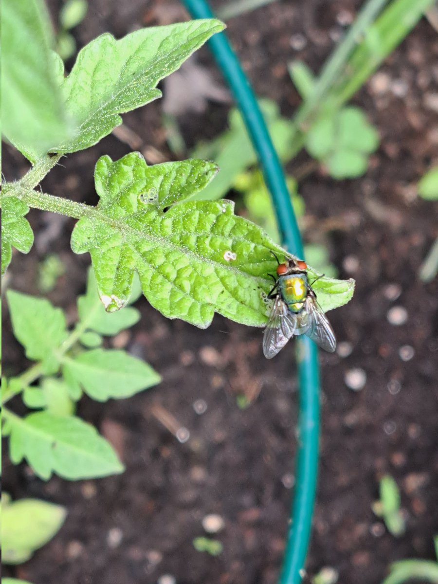 Is this normal? #GoldenFly