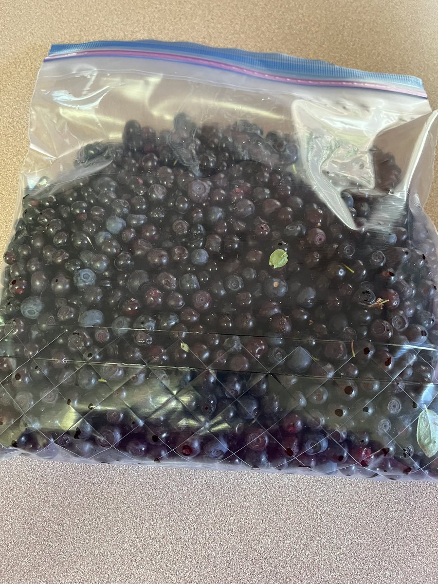 CPoppino's tweet image. Purple gold (aka h huckleberries) π
It was a good day!