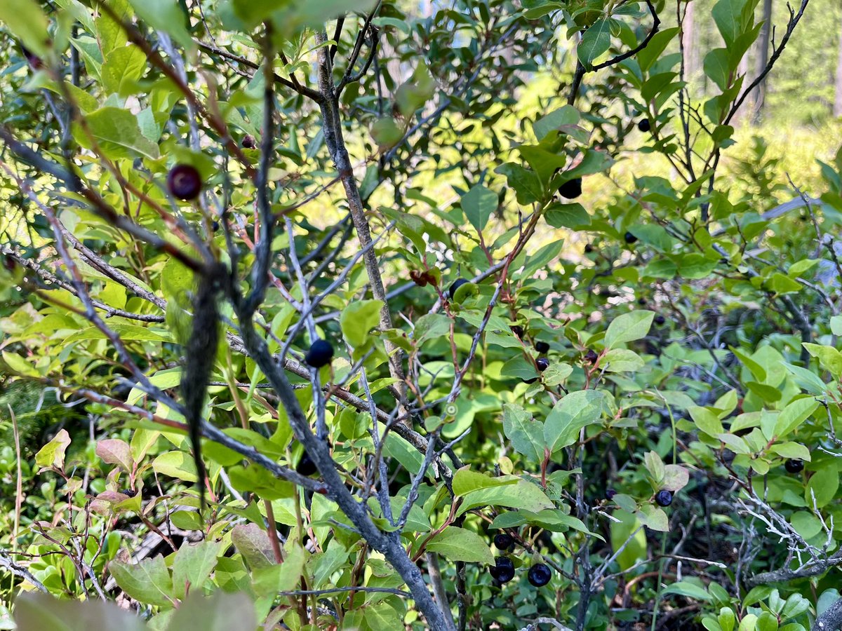 CPoppino's tweet image. Purple gold (aka h huckleberries) π
It was a good day!