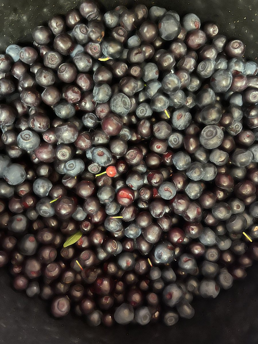 CPoppino's tweet image. Purple gold (aka h huckleberries) π
It was a good day!