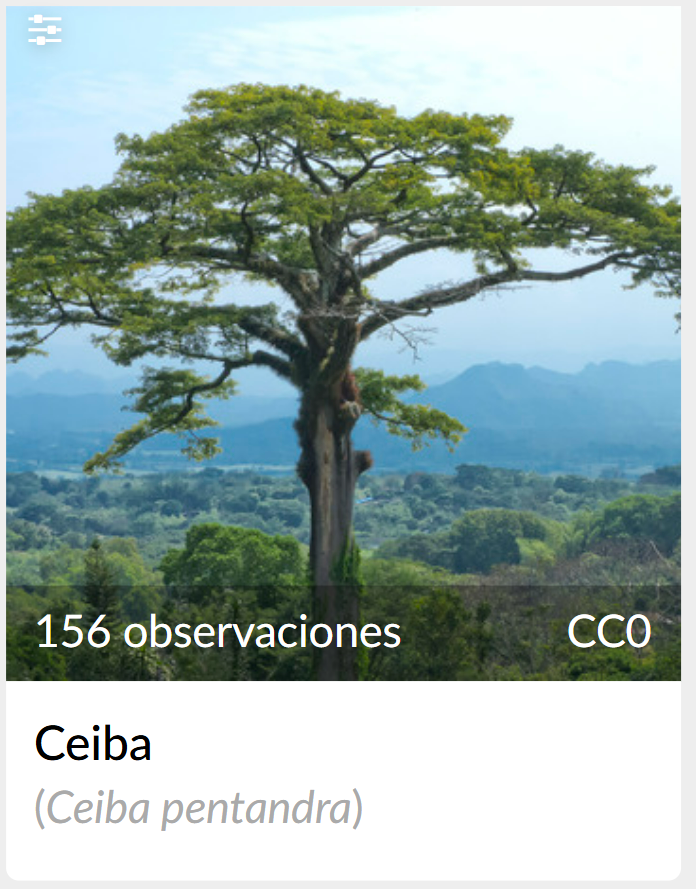27. Tabasco

Entre sus 45.5k observaciones y 3.9 spp, la Iguana verde fue la especie más vista. Hasta el puesto 33 la Ceiba representaba la planta más vista del estado

Extrañamente pocas observaciones para un estado bastante diverso aunque un poco chico
