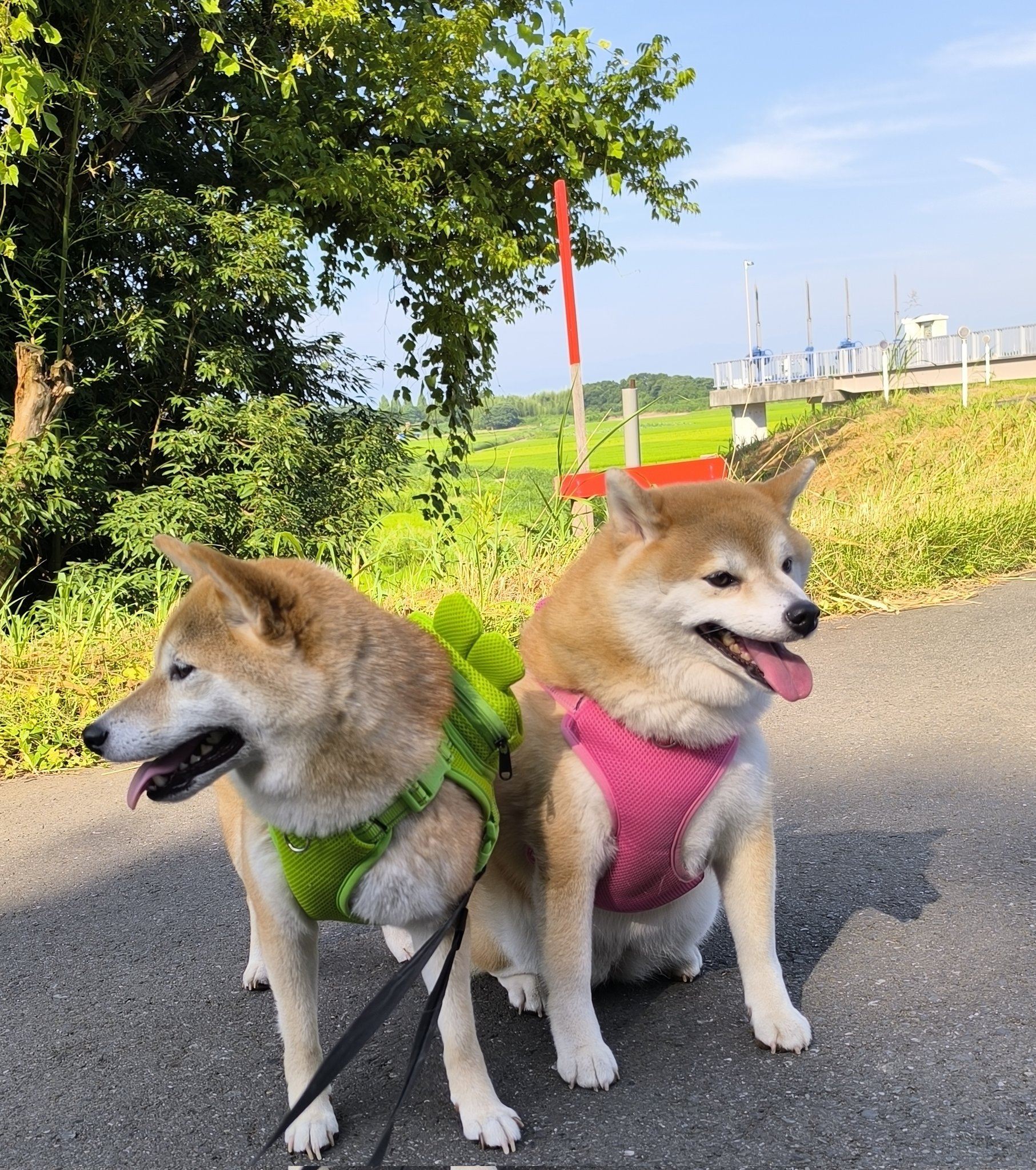 悪を見抜き正しい方向へ導く守犬さんオルゴナイト 悪を見抜き正しい方向へ導く守犬さんオルゴナイト 柴犬ちび